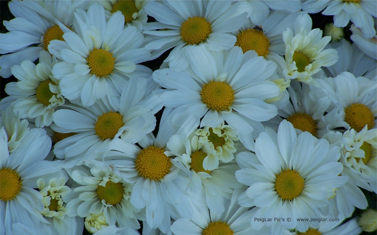 plants 100_0133dt.jpg